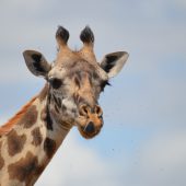  The Serengeti, TZ